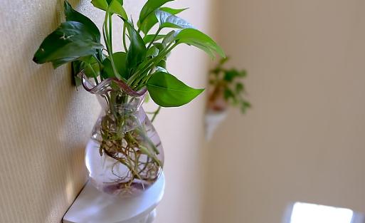 綠蘿是什么?綠蘿的自我介紹