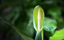滴水觀音是什么？滴水觀音怎么養(yǎng)護？