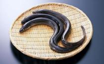 鰻魚的營(yíng)養(yǎng)價(jià)值功效 如何健康食用鰻魚？