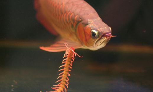 龍魚如何養(yǎng)護(hù)？龍魚是什么？