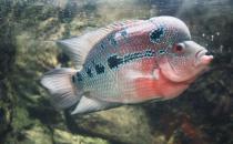 羅漢魚(yú)的風(fēng)水學(xué)應(yīng)用有哪些？