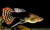 鳳尾魚(yú)有哪些風(fēng)水學(xué)應(yīng)用？鳳尾魚(yú)的魚(yú)缸如何擺放？