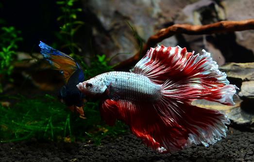 泰國斗魚怎么樣？泰國斗魚的品種介紹
