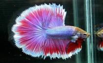 泰國斗魚的價格-泰國斗魚怎么養？