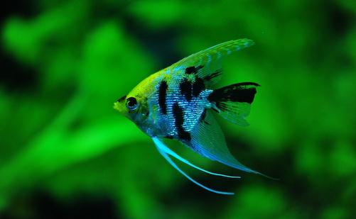 大神仙魚的飼養環境-大神仙魚如何繁殖？