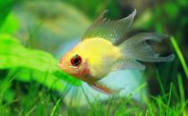 寶蓮燈魚是怎樣的？寶蓮燈魚怎么養？