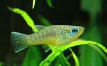 非洲藍燈眼怎么養？非洲藍燈眼飼養環境