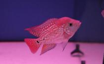 金花羅漢魚怎么養？金花羅漢魚的壽命