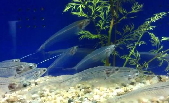 玻璃貓魚怎么養？玻璃貓魚的飼養環境
