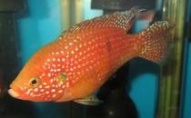 紅寶石魚怎么養？紅寶石魚如何繁殖？