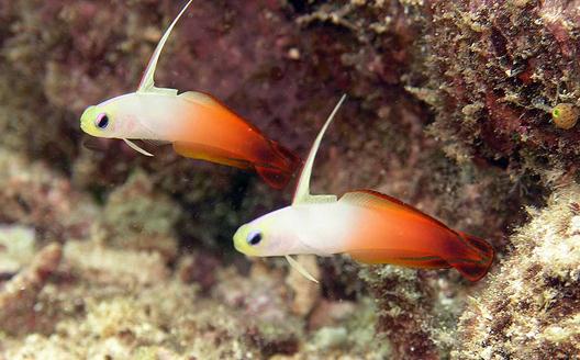 雷達魚怎么養？雷達魚的壽命
