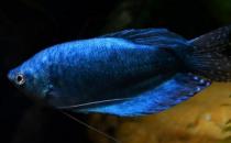 藍(lán)龍魚怎么繁殖？藍(lán)龍魚怎么養(yǎng)？