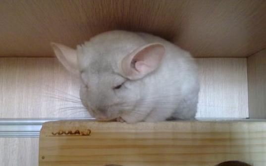 金斑龍貓怎么養？金斑龍貓的飼養要點