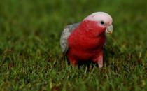 粉紅胸鳳頭鸚鵡如何繁殖？粉紅胸鳳頭鸚鵡的飼養方法