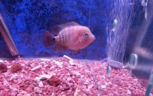 家里養魚應該多久換一次水？