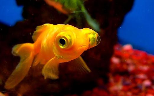 想養(yǎng)金魚？教你怎么挑選金魚