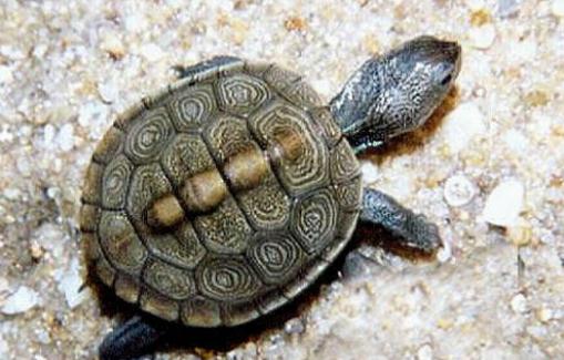 挑選健康的寵物龜的技巧