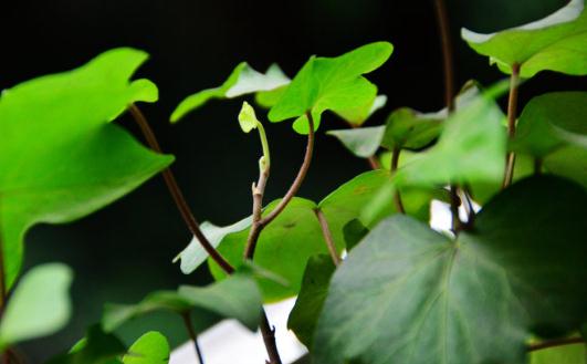 盆栽常青藤如何養(yǎng)殖？盆栽常青藤對(duì)土壤的要求