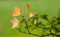 杜鵑花怎么種植？科學(xué)養(yǎng)殖杜鵑花的方法