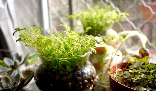 水養植物是什么？水養植物的分類