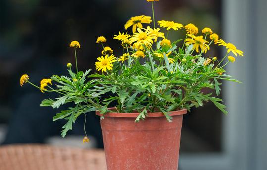 基質栽培定植后如何管理？