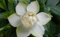 為什么你種的梔子花葉黃還不開花？