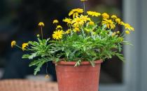 基質栽培定植后如何管理？