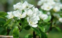 除了自來(lái)水還有什么水能澆花？