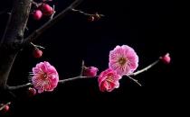 梅花有什么種類？梅花的生長(zhǎng)習(xí)性