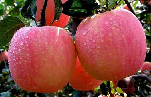 常吃吃蘋(píng)果的六大好處 美容養(yǎng)顏降血脂