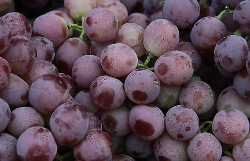 孕婦吃什么補血好？補血的食物與食療方