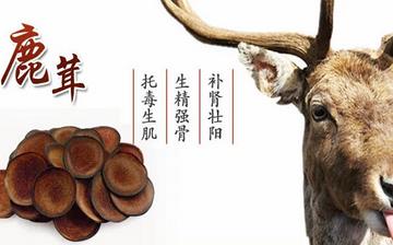 【鹿茸】鹿茸的功效與作用_鹿茸壯陽(yáng)嗎_鹿茸怎么吃_鹿茸泡酒的作用