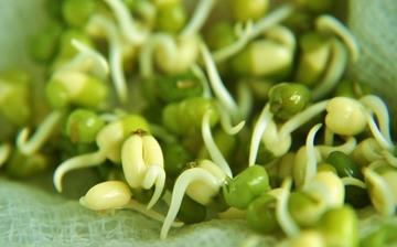 【綠豆芽】綠豆芽的營(yíng)養(yǎng)價(jià)值_綠豆芽怎么做好吃_綠豆芽的做法大全 【綠豆芽】綠豆芽的營(yíng)養(yǎng)價(jià)值_綠豆芽怎么做好吃_綠豆芽的做法大全