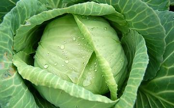 【卷心菜】卷心菜的營(yíng)養(yǎng)價(jià)值_卷心菜怎么做好吃_卷心菜的做法大全 【卷心菜】卷心菜的營(yíng)養(yǎng)價(jià)值_卷心菜怎么做好吃_卷心菜的做法大全