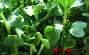 【蘿卜苗】蘿卜苗的營養(yǎng)價值_蘿卜苗怎么做好吃_蘿卜苗的做法大全