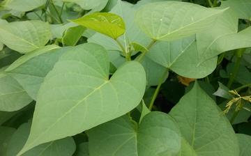 【紅薯葉】紅薯葉的營養(yǎng)價(jià)值_紅薯葉怎么做好吃_紅薯葉的做法大全 【紅薯葉】紅薯葉的營養(yǎng)價(jià)值_紅薯葉怎么做好吃_紅薯葉的做法大全