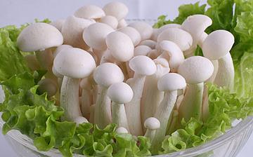 【白玉菇】白玉菇的營養價值_白玉菇怎么做好吃_白玉菇的做法大全
