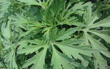 【菊花腦】菊花腦的營養(yǎng)價(jià)值_菊花腦怎么做好吃_菊花腦的做法大全