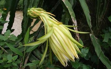 【霸王花】霸王花的營(yíng)養(yǎng)價(jià)值_霸王花怎么做好吃_霸王花的做法大全