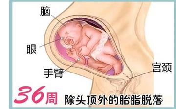 【懷孕36周】懷孕36周發育指標_懷孕36周胎兒變化_媽媽狀態_懷孕36周注意事項 【懷孕36周】懷孕36周發育指標_懷孕36周胎兒變化_媽媽狀態_懷孕36周注意事項