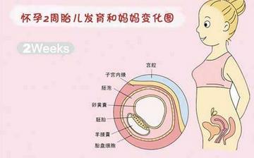 【懷孕2周】早孕2周癥狀_懷孕2周胎兒圖片_懷孕2周吃什么補(bǔ)身體