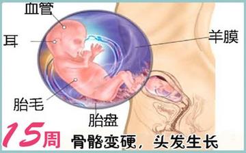 【懷孕15周】懷孕15周癥狀_懷孕15周胎兒圖片_B超數(shù)據(jù)_懷孕15周吃什么補身體 【懷孕15周】懷孕15周癥狀_懷孕15周胎兒圖片_B超數(shù)據(jù)_懷孕15周吃什么補身體