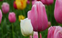 家里不適合養(yǎng)什么花草？