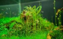 水草是什么？水草的種類和特征