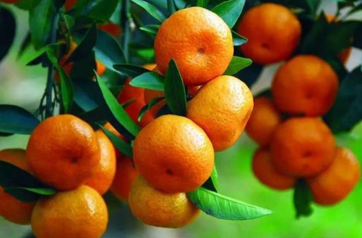 橘子吃多變“小黃人 關于食物“重口味”知識