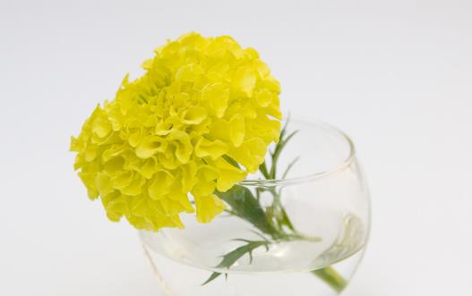 鮮花是高雅禮物 花卉在禮儀交往中的應用形式