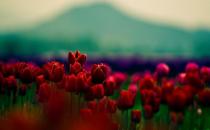 被譽(yù)為世界花后的郁金香 郁金香的象征意義及花語(yǔ)