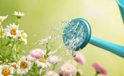 澆水不當是花卉死亡的主要原因 養花要從學澆水開始