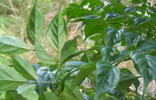 家庭養(yǎng)花：幸福樹(shù)的冬季養(yǎng)護(hù)