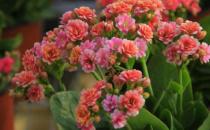 在家想養(yǎng)花就選這3種 開花長(zhǎng)達(dá)100天